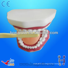 Modelo de cuidado dental modelo 28 dientes